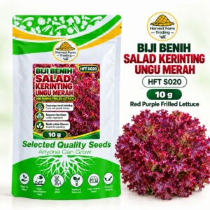 Biji Benih Salad Selada Kerinting Ungu Merah | Red Purple Frilled Lettuce Seeds 紫红花叶生菜种子 | 10g | HFT S020