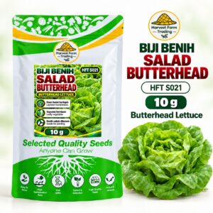 Biji Benih Salad Selada Butterhead | Butterhead Lettuce Seeds 奶油生菜种子 | 10g | HFT S021