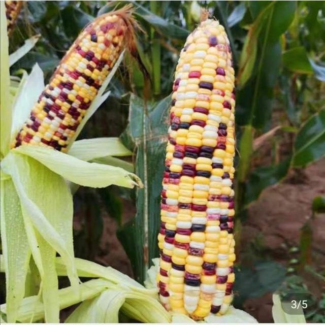 Biji Benih Jagung Warna Warni 14Pcs Corn seeds Vegetable seed benih sayur sayuran vege seed benih buah pokok 彩色玉米种子蔬菜種子 - Image 4