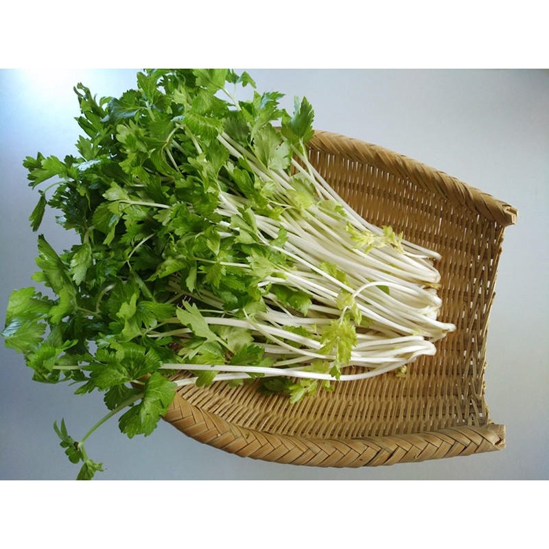 Biji Benih Daun Sup Putih 200Pcs+- white celery seeds benih Saderi putih Daun Sup Batang Putih 白芹種子蔬菜种子 sayur vegetables - Image 4