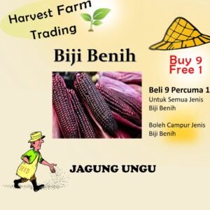 Biji Benih Jagung Ungu 14 Biji Vegetable Seed Purple Corn紫玉蜀黍种子  Family Seeds Plant Seed