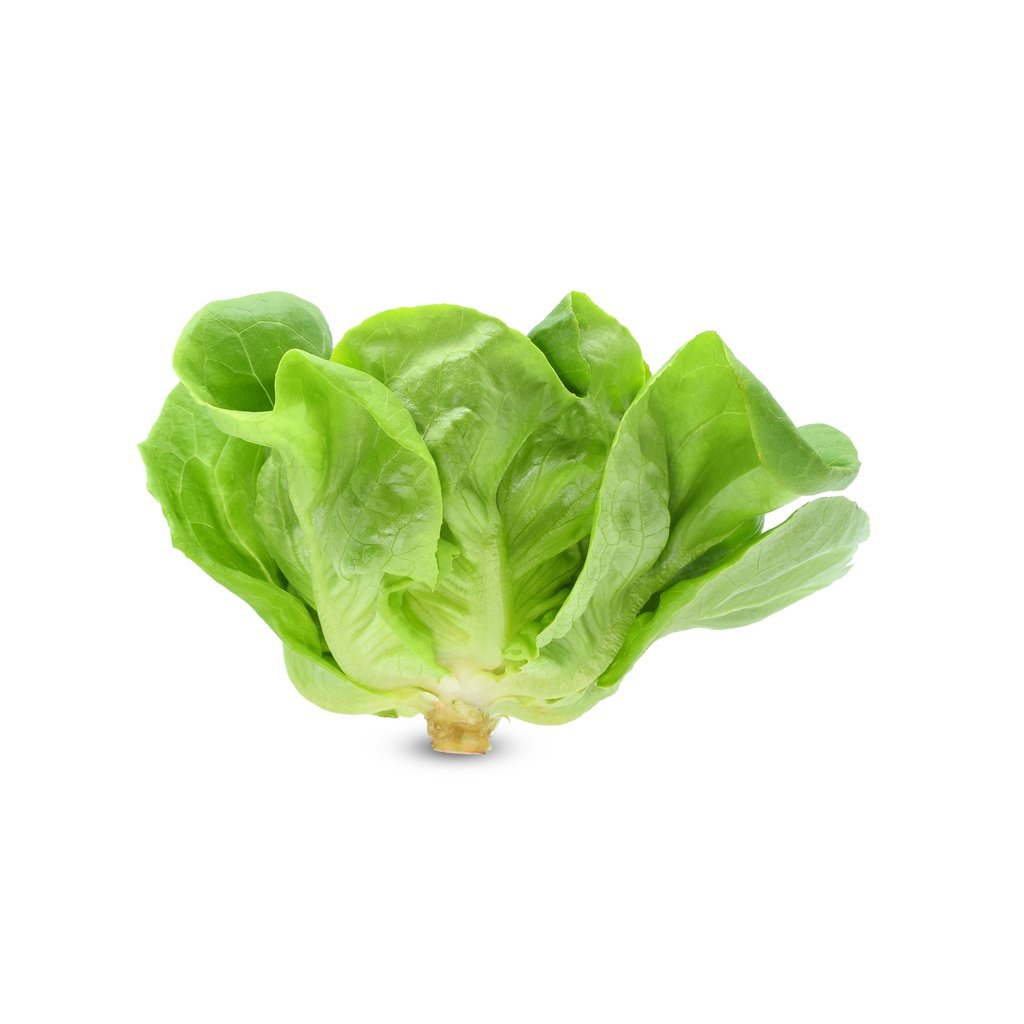 Biji Benih Salad Butterhead 300Pcs +- Butter leaf lettuce seed 奶油生菜种子 Vegetable seeds benih sayur sayuran baja seeds ros - Image 8