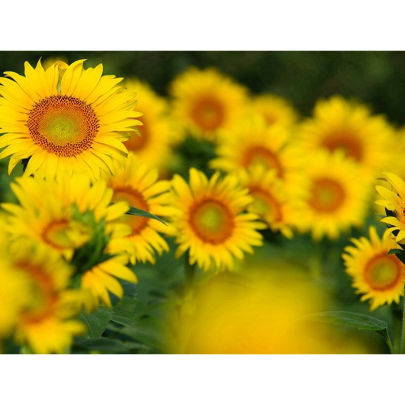 10Pcs seed sunflower toothpick sunflower biji benih bunga matahari sunflower seeds 牙签向日葵穜子 向日葵种子 Flower Seed Vegetables - Image 2