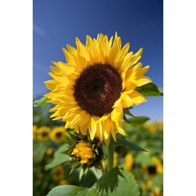10Pcs Seed Helianthus annuus Sunflower Biji Benih bunga matahari common sunflower seeds 观赏向日葵种子 Ornamental sunflower - Image 5