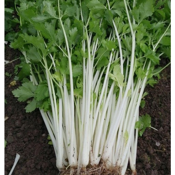 Biji Benih Daun Sup Putih 200Pcs+- white celery seeds benih Saderi putih Daun Sup Batang Putih 白芹種子蔬菜种子 sayur vegetables - Image 7