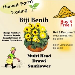 10Pcs Seed Multi Head Drawf Biji benih Sunflower Bunga Matahari Renek Cabang Banyak 矮杆多头向日葵 Pot Sunflower Seeds Bunga