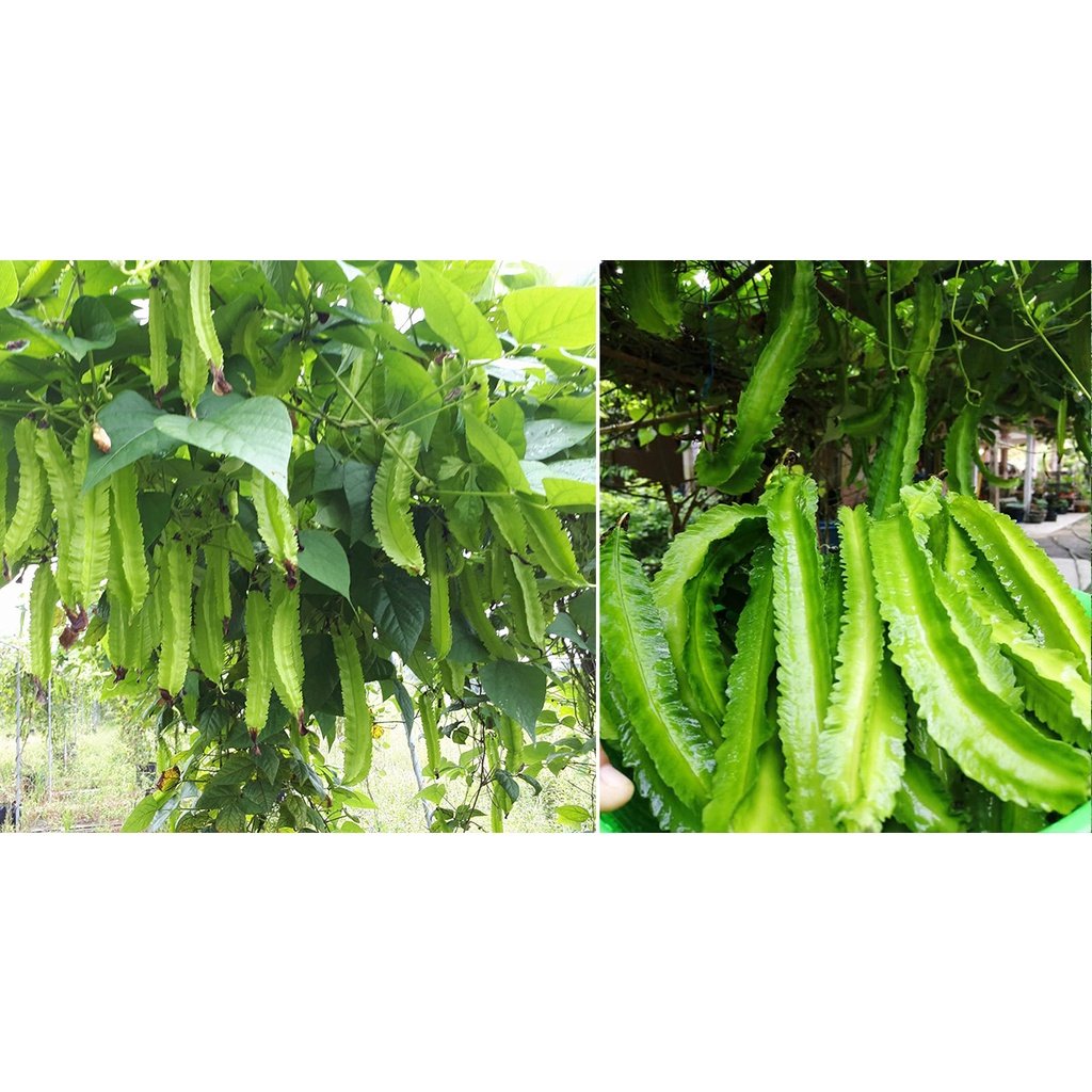 BIJI BENIH KACANG BOTOL 8Pcs RENEK / ASAPARAGUS PEA BOLEH TANAM DALAM PASU kacang kelisa vegetable seed 四角豆种子蔬菜種子 sayur - Image 6