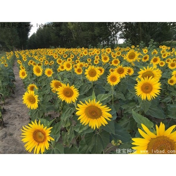 10Pcs seed sunflower toothpick sunflower biji benih bunga matahari sunflower seeds 牙签向日葵穜子 向日葵种子 Flower Seed Vegetables - Image 3