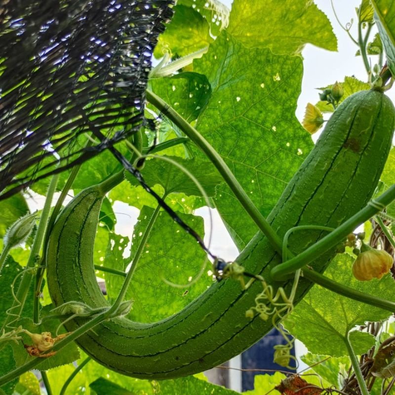 Biji Benih Petola Ular 10Pcs Bantal Luffa Sponge Gourd Seeds 蔬菜種子丝瓜种子 vegetable seed Sayur sayuran petula pelbagai segi - Image 5
