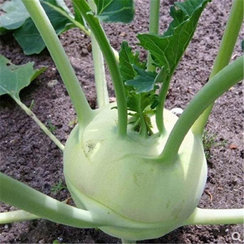 Biji Benih Lobak Hijau 20 Pcs +- German turnip seeds vegetables benih sayur sayuran 大头菜種子 蔬菜種子 benih kohlrabi hijau vege - Image 3