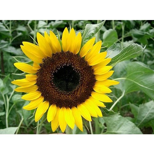 10Pcs Seed Helianthus annuus Sunflower Biji Benih bunga matahari common sunflower seeds 观赏向日葵种子 Ornamental sunflower - Image 3