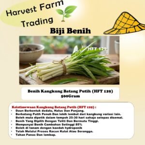 Benih Kangkung Batang Putih 500g 1kg HFT 129  daun tirus  dedalu white spinach seed 500 gram 白梗空心菜种子 biji benih kangkung