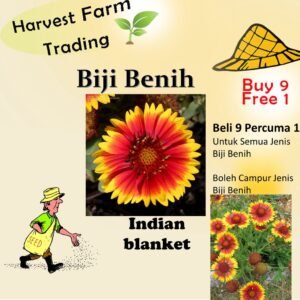 20Pcs INDIAN BLANKET Flower Seed/ Biji Benih Bunga 天人菊种子 Gaillardia pulchella seed Flower seeds Benih Bunga indian flowe