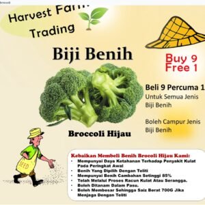 BIJI BENIH BROKOLI SEED 50 Pcs +- BROCOLI BIJI BENIH SAYUR SAYURAN BUAH-BUAHAN VEGETABLE cauliflower BROCCOLI brokoli