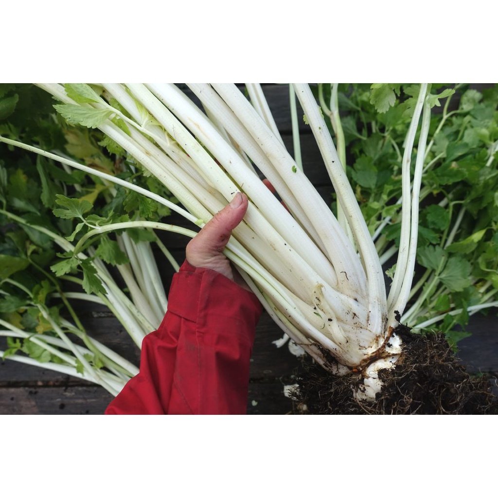 Biji Benih Daun Sup Putih 200Pcs+- white celery seeds benih Saderi putih Daun Sup Batang Putih 白芹種子蔬菜种子 sayur vegetables - Image 6