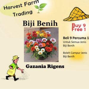 Biji Benih Gazania Rigens 150pcs+ 百花仙子勋章花种子 Flower Seeds Chrysanthemum seed anak pokok bunga dahlia zinnia kangkung rose