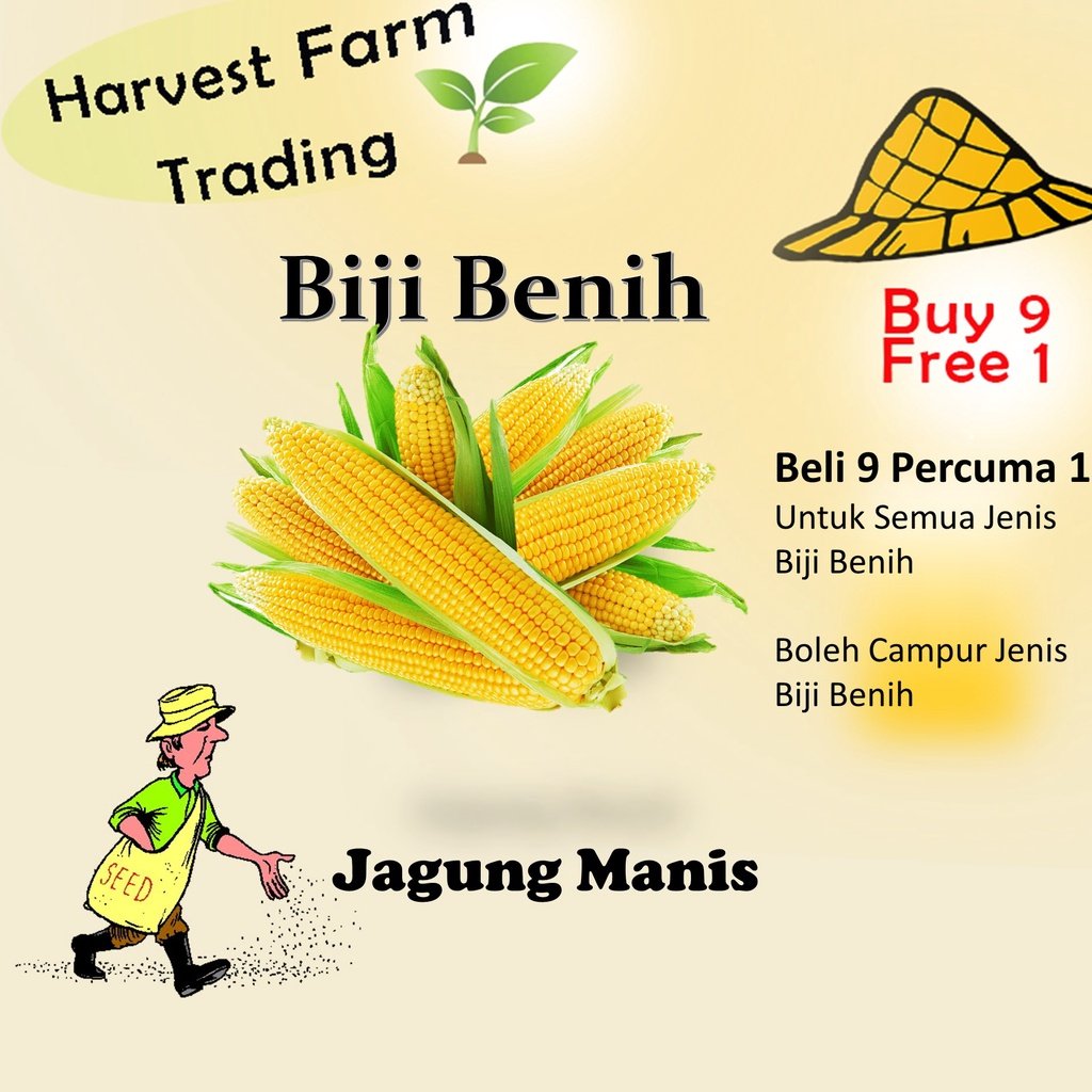 Biji Benih Jagung manis 14 Biji Vegetable Seed Corn 玉蜀黍种子 Family Seeds Plant Seed