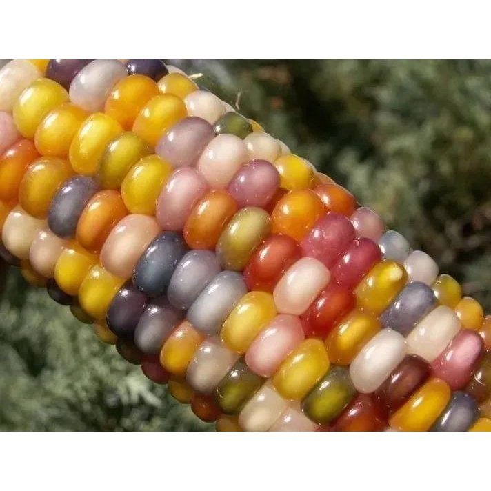 Biji Benih Jagung Warna Warni 14Pcs Corn seeds Vegetable seed benih sayur sayuran vege seed benih buah pokok 彩色玉米种子蔬菜種子 - Image 2
