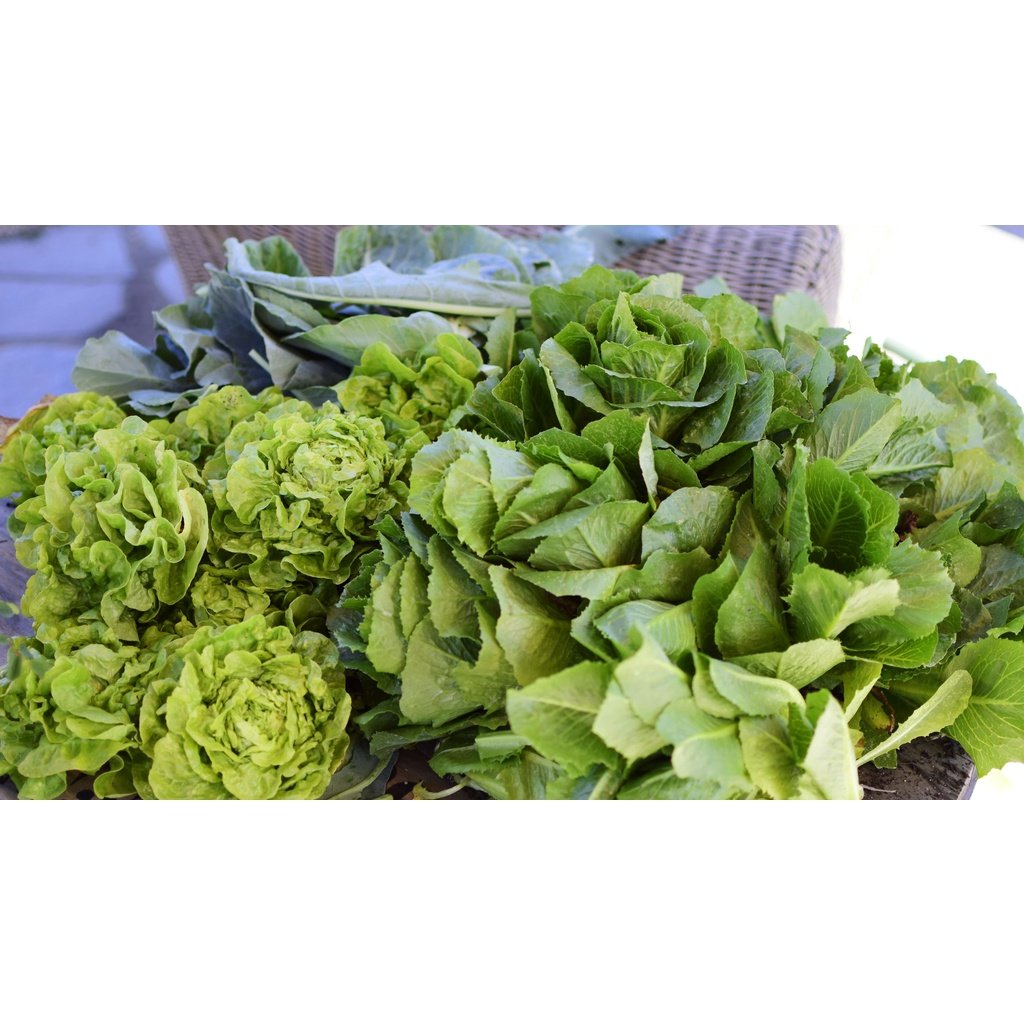 Biji Benih Salad Butterhead 300Pcs +- Butter leaf lettuce seed 奶油生菜种子 Vegetable seeds benih sayur sayuran baja seeds ros - Image 3