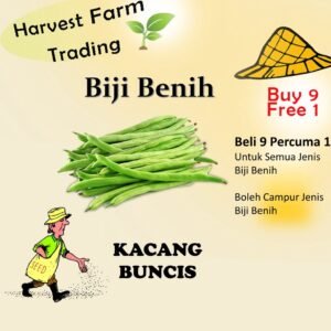 Biji Benih Kacang Buncis Vegetable Seeds/FLOWER 無架四季豆種 biji SAYUR/BUNGA/BUAH-BENDI/KANGKUNG/TERUNG/CILI/SAWI/BAYAM/SEEDS