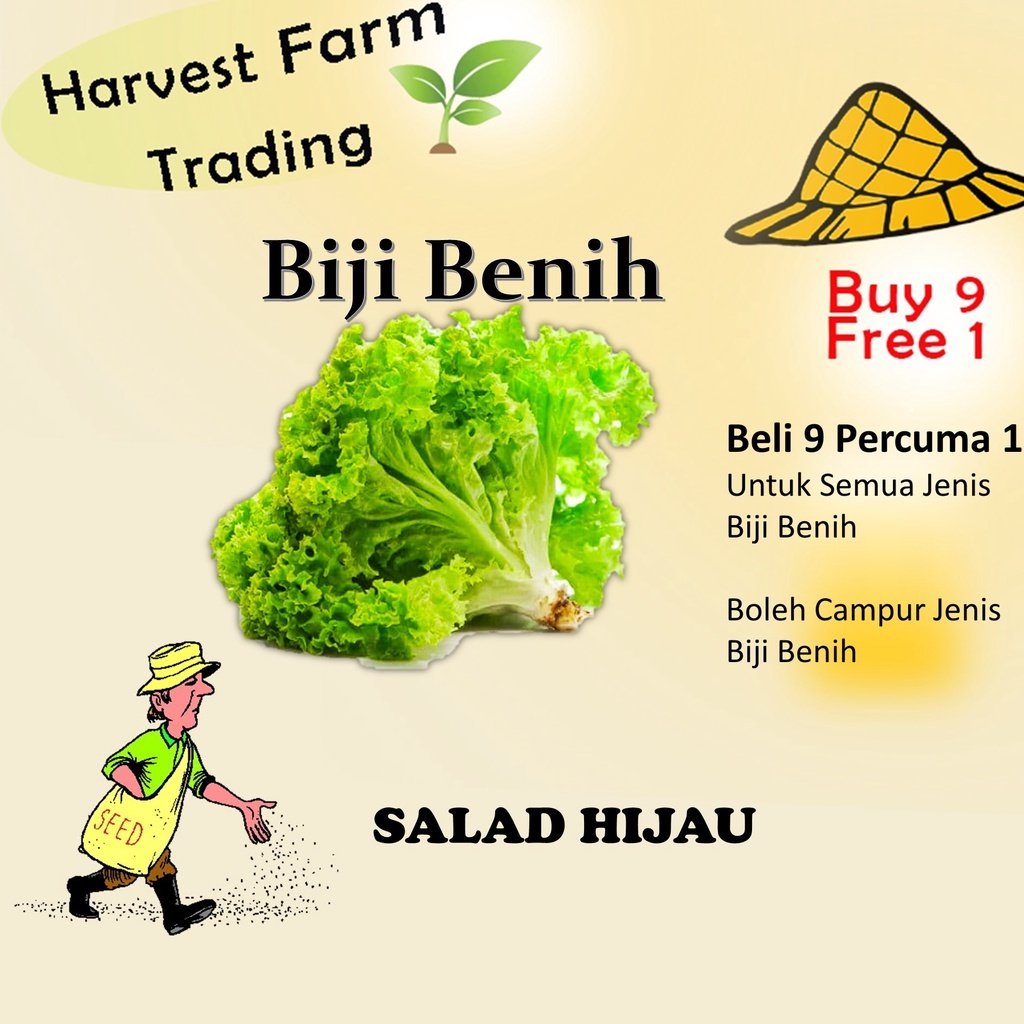 Biji Benih salad Hijau 300Biji Vegetable Seed Green Salad 沙拉种子 Family Seeds Salad Seeds Plant Seed american Lettuce
