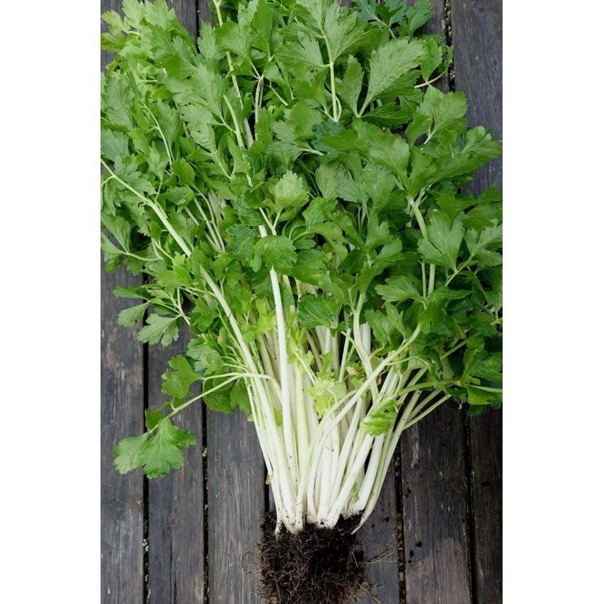 Biji Benih Daun Sup Putih 200Pcs+- white celery seeds benih Saderi putih Daun Sup Batang Putih 白芹種子蔬菜种子 sayur vegetables - Image 5