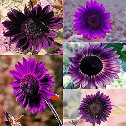 10Pcs Seed Purple Sunflower 紫色向日葵 Benih Bunga matahari Purple Sunflower Seeds Sun Flower Plant Flower Beautiful Flower - Image 6