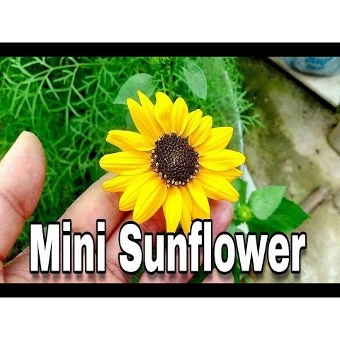10Pcs Benih bunga Matahari Mini Sunflower seed 迷你向日葵种子 Benih Mini bunga matahari Sunflower seeds flower seed Drawf seed - Image 2