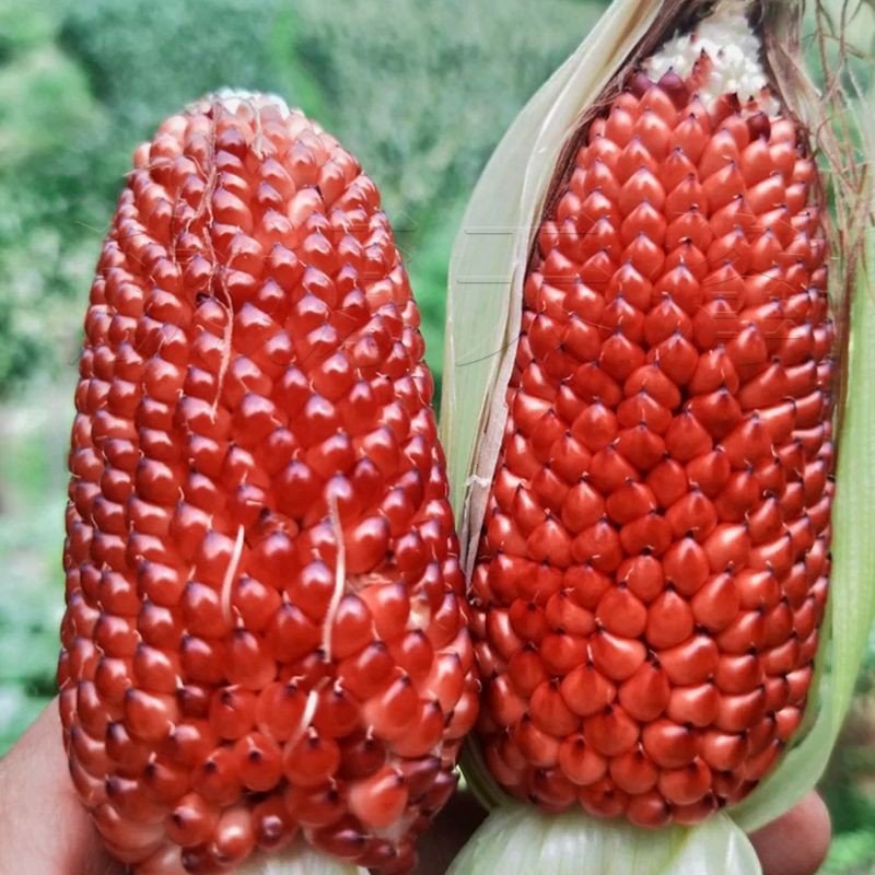 14Pcs Seed Benih Jagung Mini Strawberry 迷你草莓 vegetables seeds 草莓玉米种子 Biji benih Jagung strawberry corn seed sweet buah - Image 2