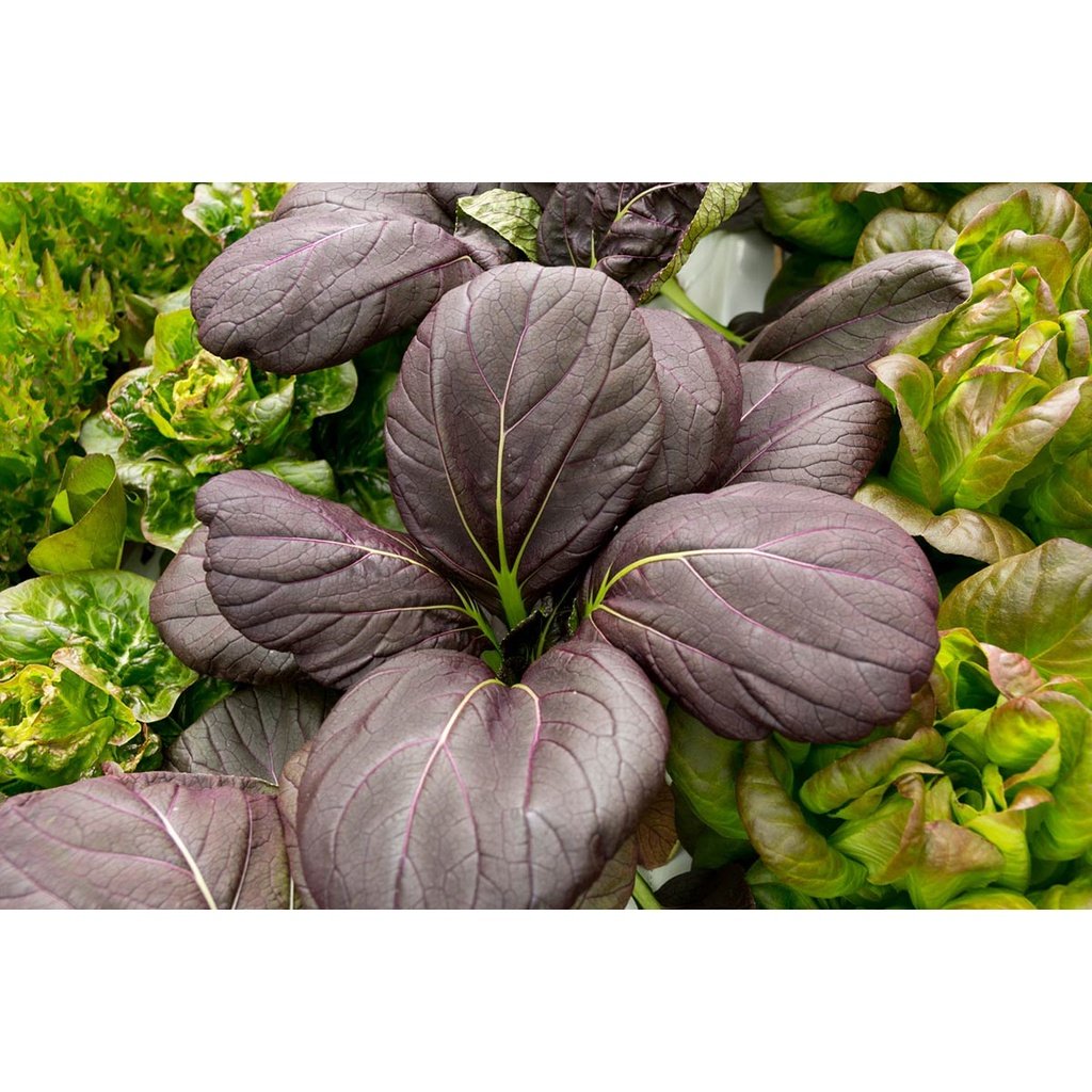 Biji Benih Pak Choy Ungu 150 Pcs Purple Red Dwarf Pak Choy 紫玉白菜种子 Dark Purple Leaf Bok Choy Pak Choi Seeds Pak Choy daun - Image 7