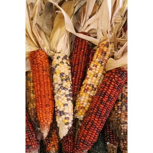 Biji Benih Jagung Warna Warni 14Pcs Corn seeds Vegetable seed benih sayur sayuran vege seed benih buah pokok 彩色玉米种子蔬菜種子 - Image 8