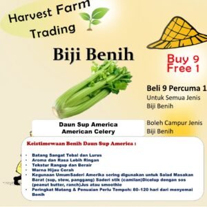 Biji Benih Daun Sup America 200+- Pcs American Celery seed benih daun sup gemuk batang besar 美国西芹种子蔬菜种子
