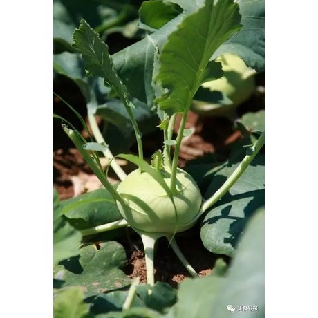 Biji Benih Lobak Hijau 20 Pcs +- German turnip seeds vegetables benih sayur sayuran 大头菜種子 蔬菜種子 benih kohlrabi hijau vege - Image 6