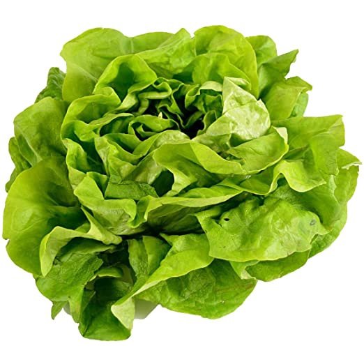 Biji Benih Salad Butterhead 300Pcs +- Butter leaf lettuce seed 奶油生菜种子 Vegetable seeds benih sayur sayuran baja seeds ros - Image 7