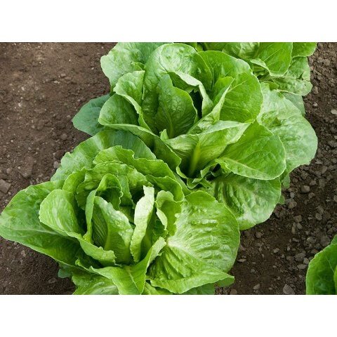 Biji Benih Salad Butterhead 300Pcs +- Butter leaf lettuce seed 奶油生菜种子 Vegetable seeds benih sayur sayuran baja seeds ros - Image 2