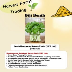 Benih Kangkung Batang Putih 500g 1kg HFT 128 white spinach seed 500 gram 白梗空心菜种子 biji benih kangkung 500gram 500 gram