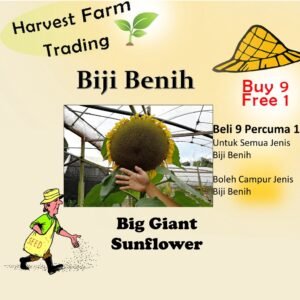 Biji Benih Bunga Matahari Giant Big Giant Sunflower Seeds 5Pcs Benih Bunga Matahari besar 巨型向日葵種子向日葵种子 seed pokok hidup