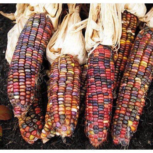 Biji Benih Jagung Warna Warni 14Pcs Corn seeds Vegetable seed benih sayur sayuran vege seed benih buah pokok 彩色玉米种子蔬菜種子 - Image 3