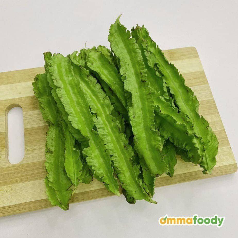 BIJI BENIH KACANG BOTOL 8Pcs RENEK / ASAPARAGUS PEA BOLEH TANAM DALAM PASU kacang kelisa vegetable seed 四角豆种子蔬菜種子 sayur - Image 8