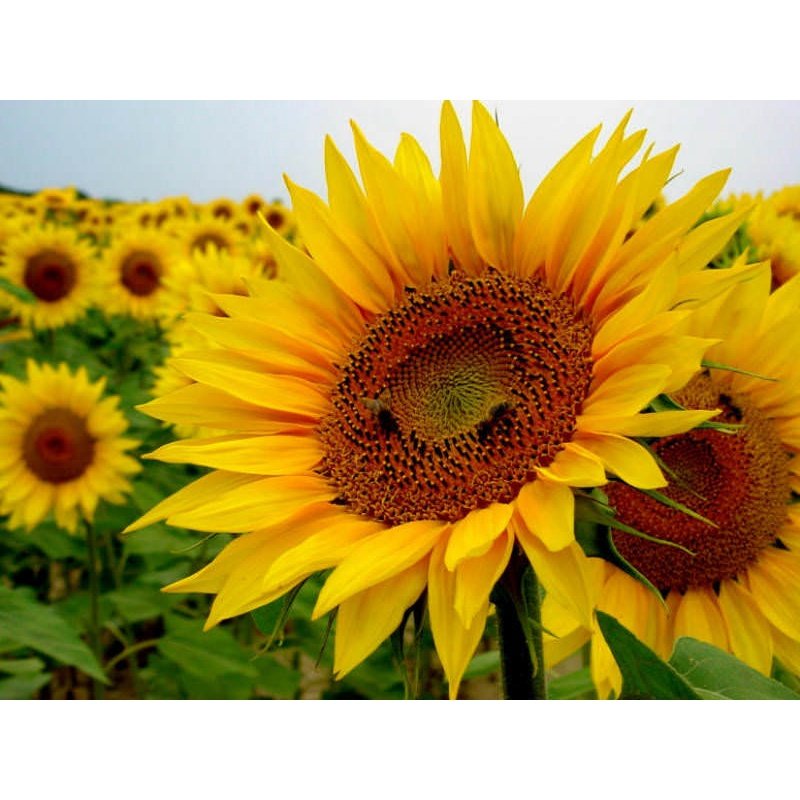 10Pcs Seed Helianthus annuus Sunflower Biji Benih bunga matahari common sunflower seeds 观赏向日葵种子 Ornamental sunflower - Image 4