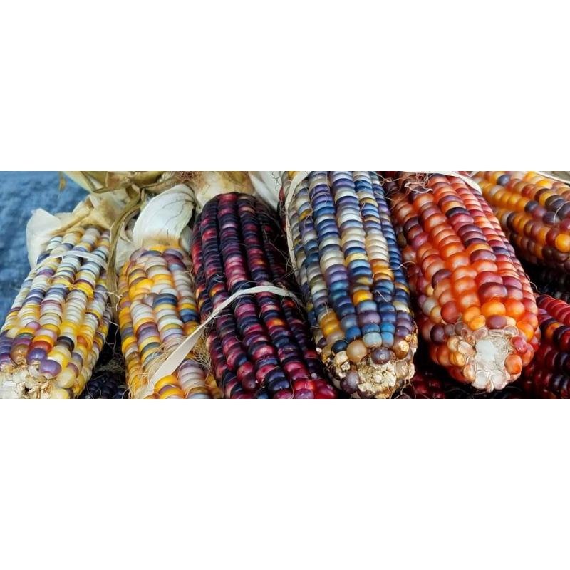Biji Benih Jagung Warna Warni 14Pcs Corn seeds Vegetable seed benih sayur sayuran vege seed benih buah pokok 彩色玉米种子蔬菜種子 - Image 5