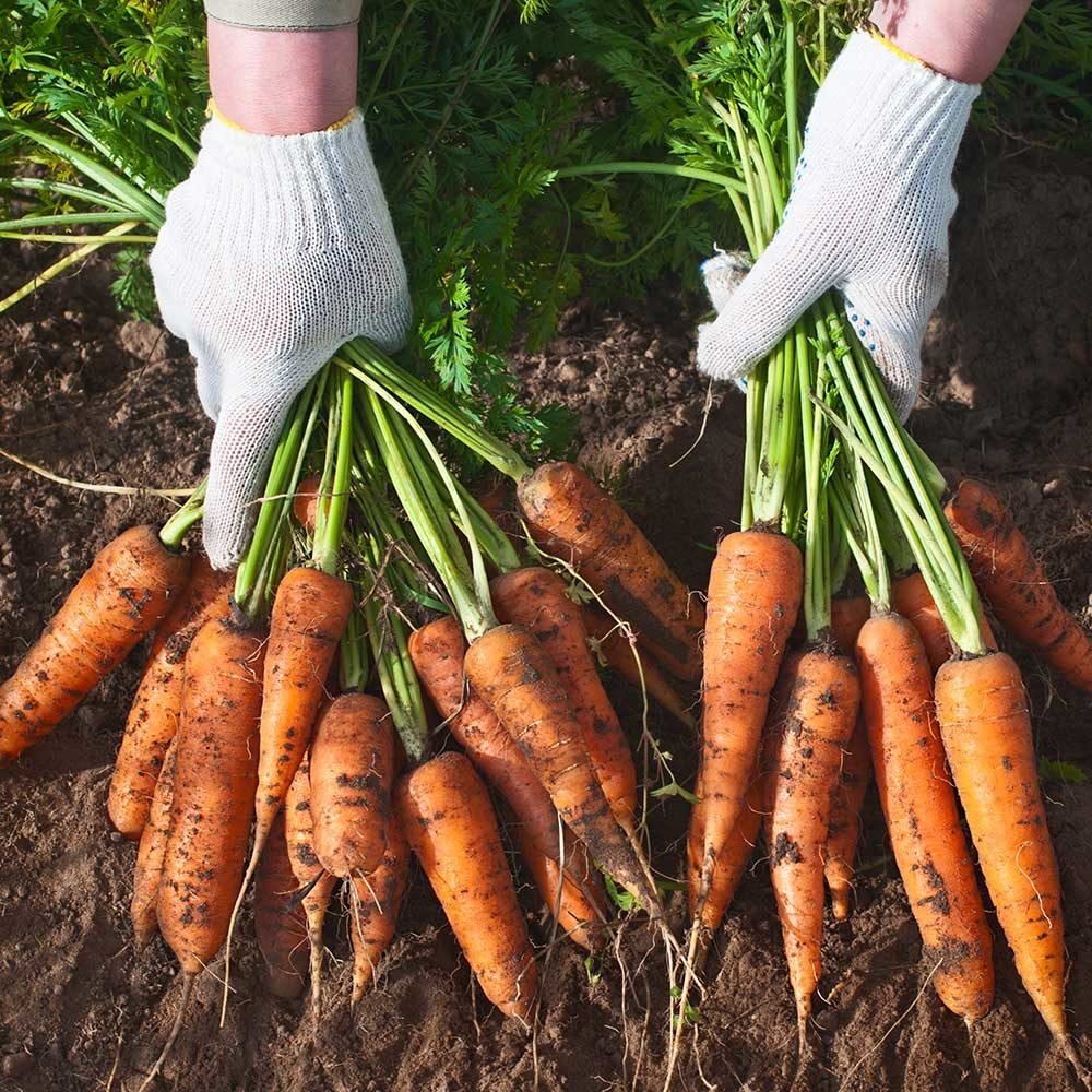 Biji Benih Lobak Merah 250pcs 蔬菜种子红萝卜種子菜籽 red carrot seed Raddish seeds kangkung sayur sayuran hijau pelbagai vegetables - Image 7