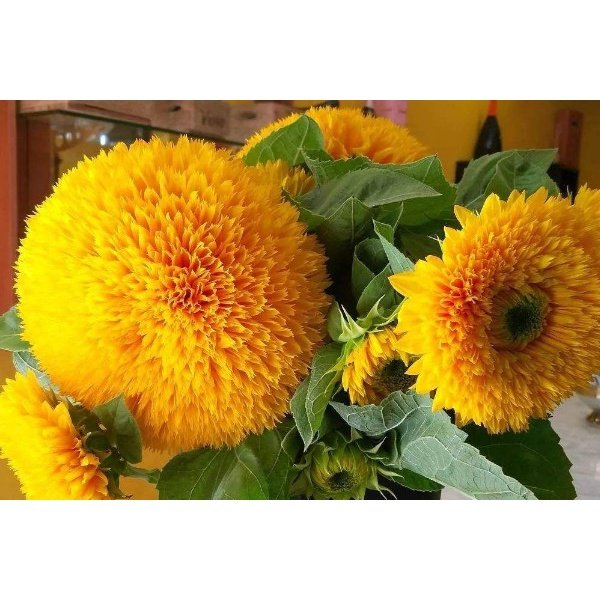 10Pcs Biji Benih Bunga Matahari Teddy bear Sunflower seed 玩具熊向日葵种子 TEDDY SUNFLOWER SEEDS Flower seeds TEDDYBEAR Seeds - Image 4