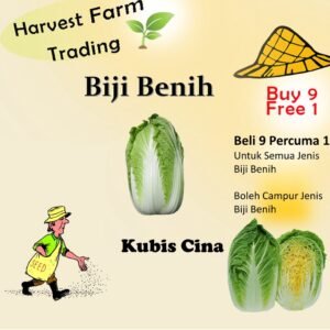 300Pcs seed kubis cina plant seed vegetable seed biji benih kubis cina Chinese cabbage seed benih kubis cina 大白菜种子peking