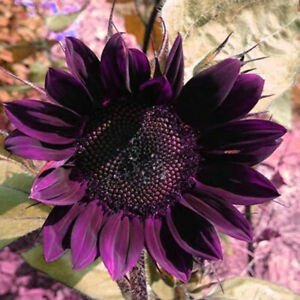 10Pcs Seed Purple Sunflower 紫色向日葵 Benih Bunga matahari Purple Sunflower Seeds Sun Flower Plant Flower Beautiful Flower - Image 3