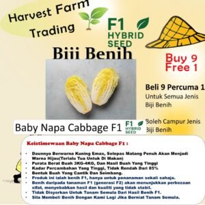 Biji Benih Sawi Wawa Choy Kuning F1 100PCS +- Baby Napa Cabbage seed vegetable seed 娃娃菜种子大白菜种子快菜