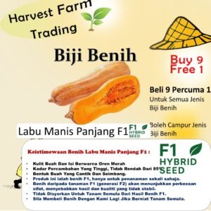 Biji Benih Labu Panjang Manis F1 5Pcs +- pumpkin seed fruit seeds 长形秘本南瓜种子 植物蔬菜种子