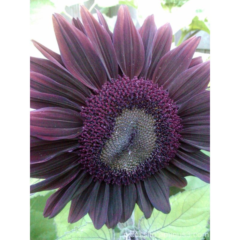 10Pcs Seed Purple Sunflower 紫色向日葵 Benih Bunga matahari Purple Sunflower Seeds Sun Flower Plant Flower Beautiful Flower - Image 5
