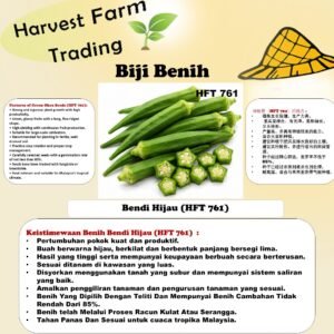 Biji Benih Kacang Bendi Hijau 500Gram 5 Bintang HFT 761 Green Okra Seeds 绿秋葵种子五角星绿秋葵种子 500克
