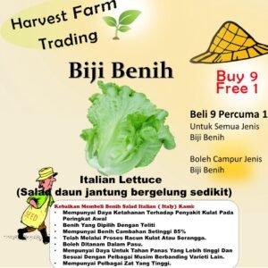 Biji Benih Sayur Salad Italy 250pcs+- 四季耐热意大利生菜种子 Italy Lettuce Seeds 蔬菜种子 benih sayur sayuran vegetables seed baja rose